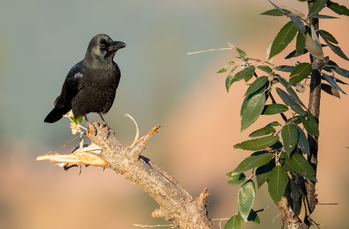 Large-billed Crow - Parmil Kumar