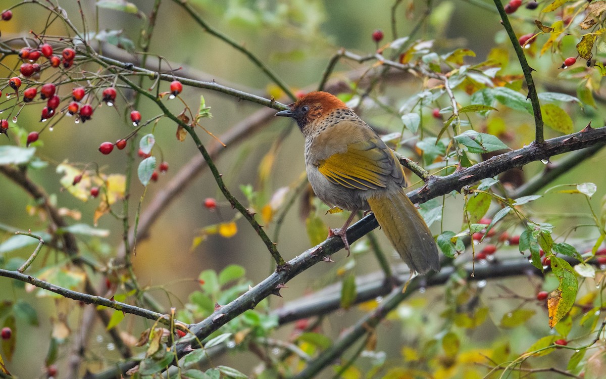 Chestnut-crowned Laughingthrush - ML394322041