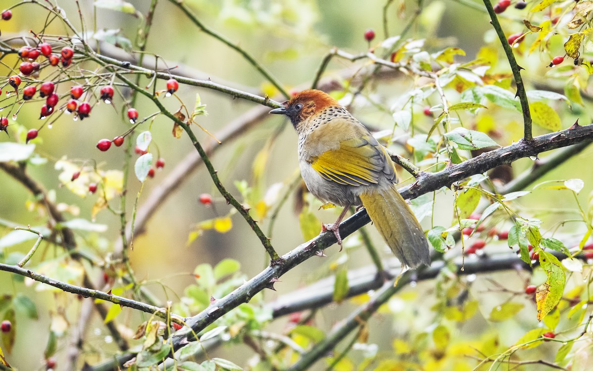 Chestnut-crowned Laughingthrush - ML394322061