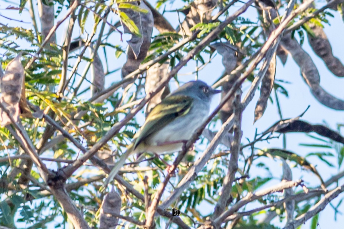Pearly-vented Tody-Tyrant - ML394323601