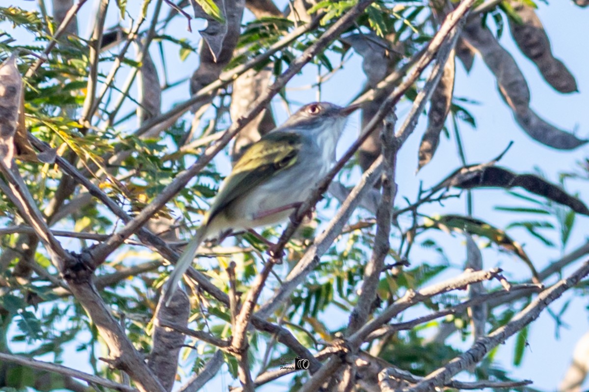 Pearly-vented Tody-Tyrant - ML394323631