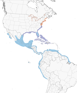 Distribution of the Laughing Gull - Range Map