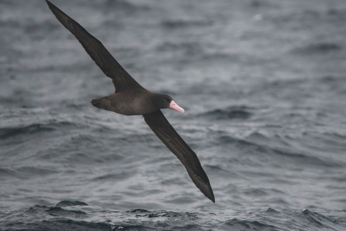 Short-tailed Albatross - Joshua Little