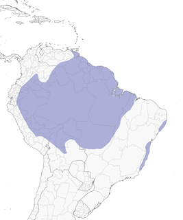 Distribution of the Screaming Piha - Range Map