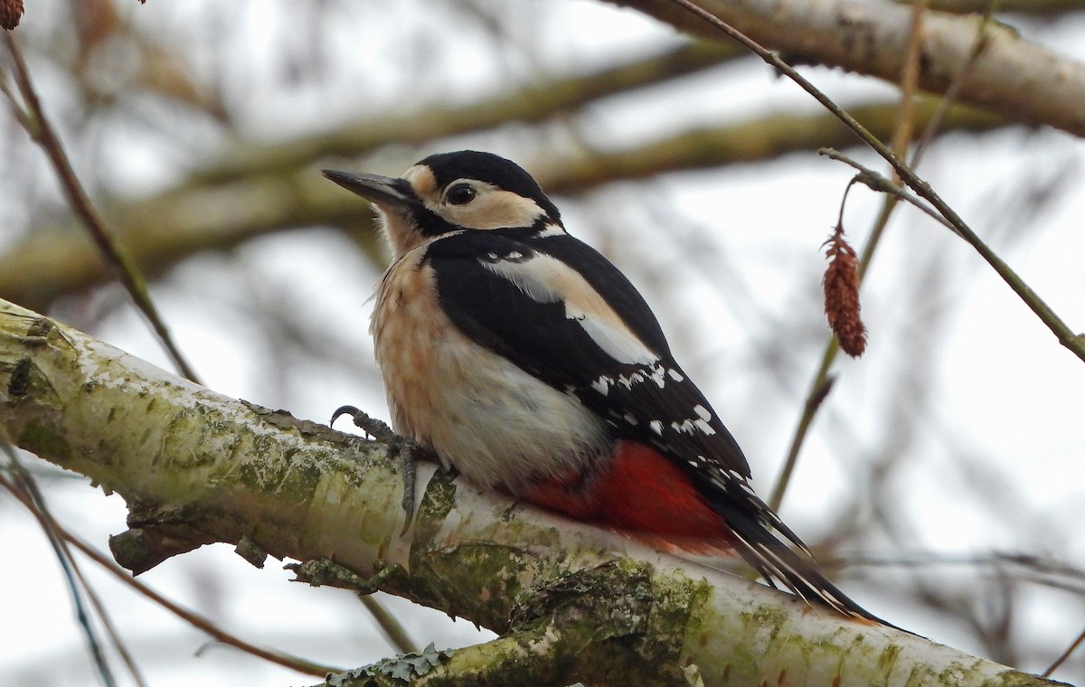 Great Spotted Woodpecker - ML394332061