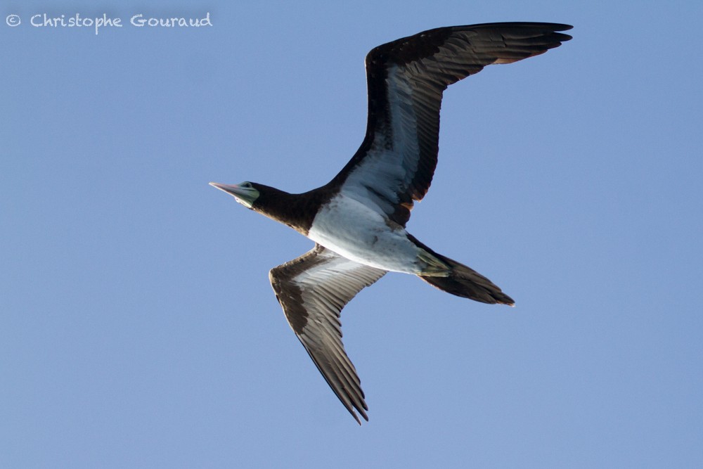 Brown Booby - Christophe Gouraud