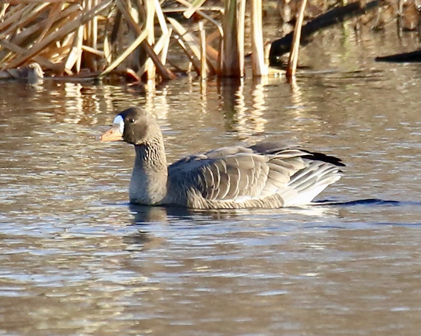 Greater White-fronted Goose - ML394348811