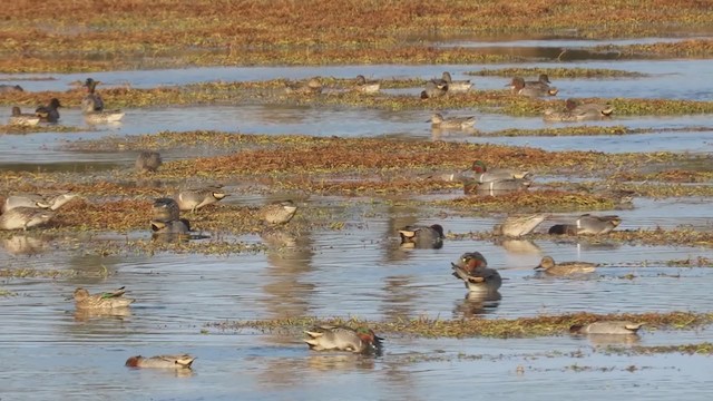 Green-winged Teal - ML394352291