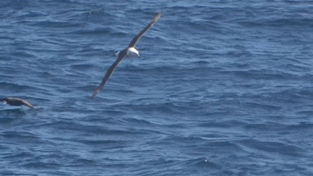 Kara Kaşlı Albatros - ML394353621