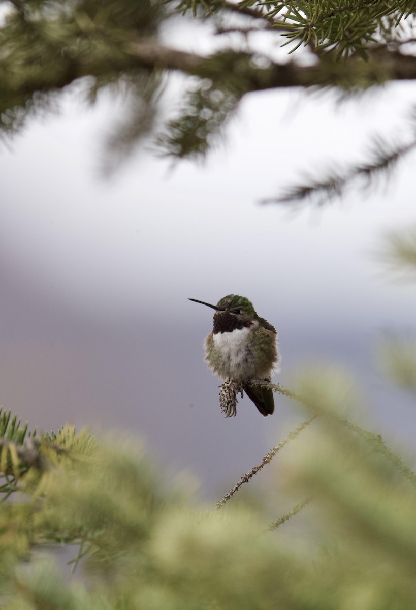 Broad-tailed Hummingbird - Ethan Ellis