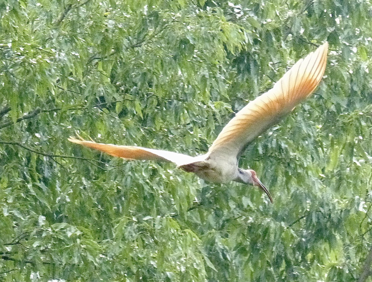 Crested Ibis - ML394357611