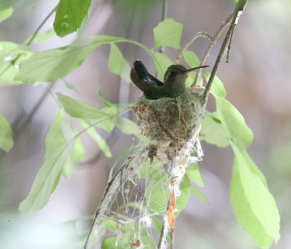 Broad-billed Hummingbird - ML394358201