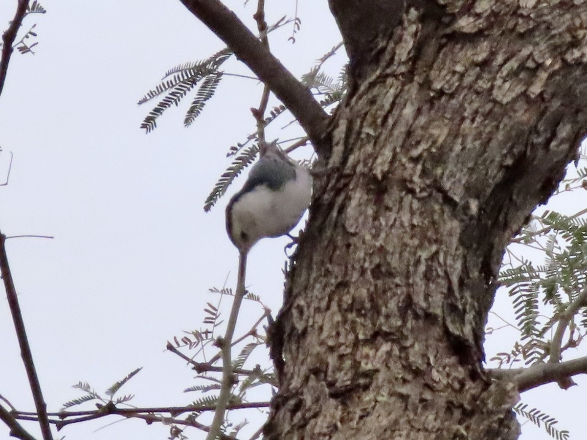 White-breasted Nuthatch - ML394358951