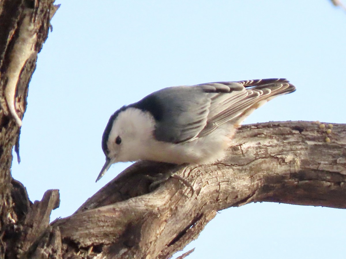 White-breasted Nuthatch - ML394358971