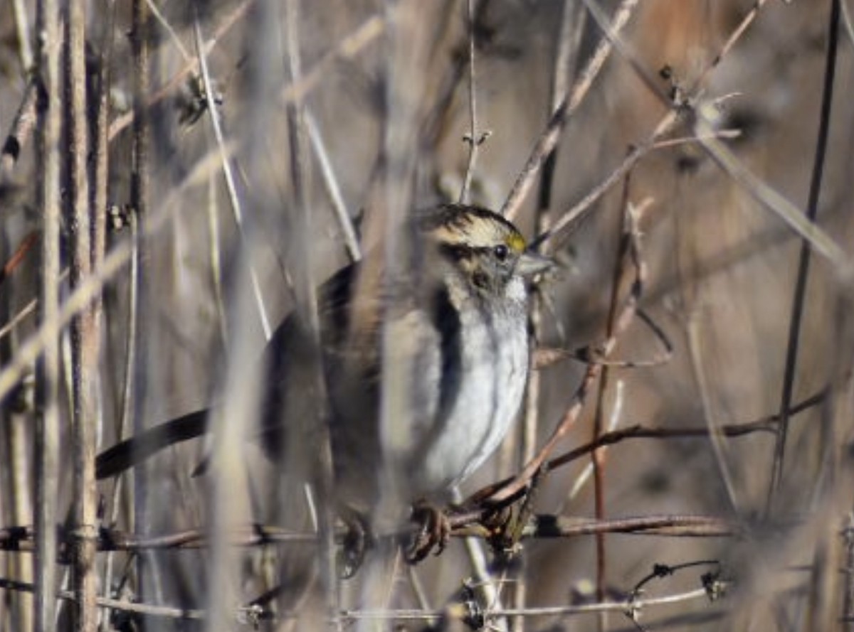 White-throated Sparrow - ML394360761