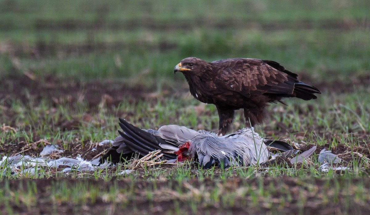 Greater Spotted Eagle - ML394366341