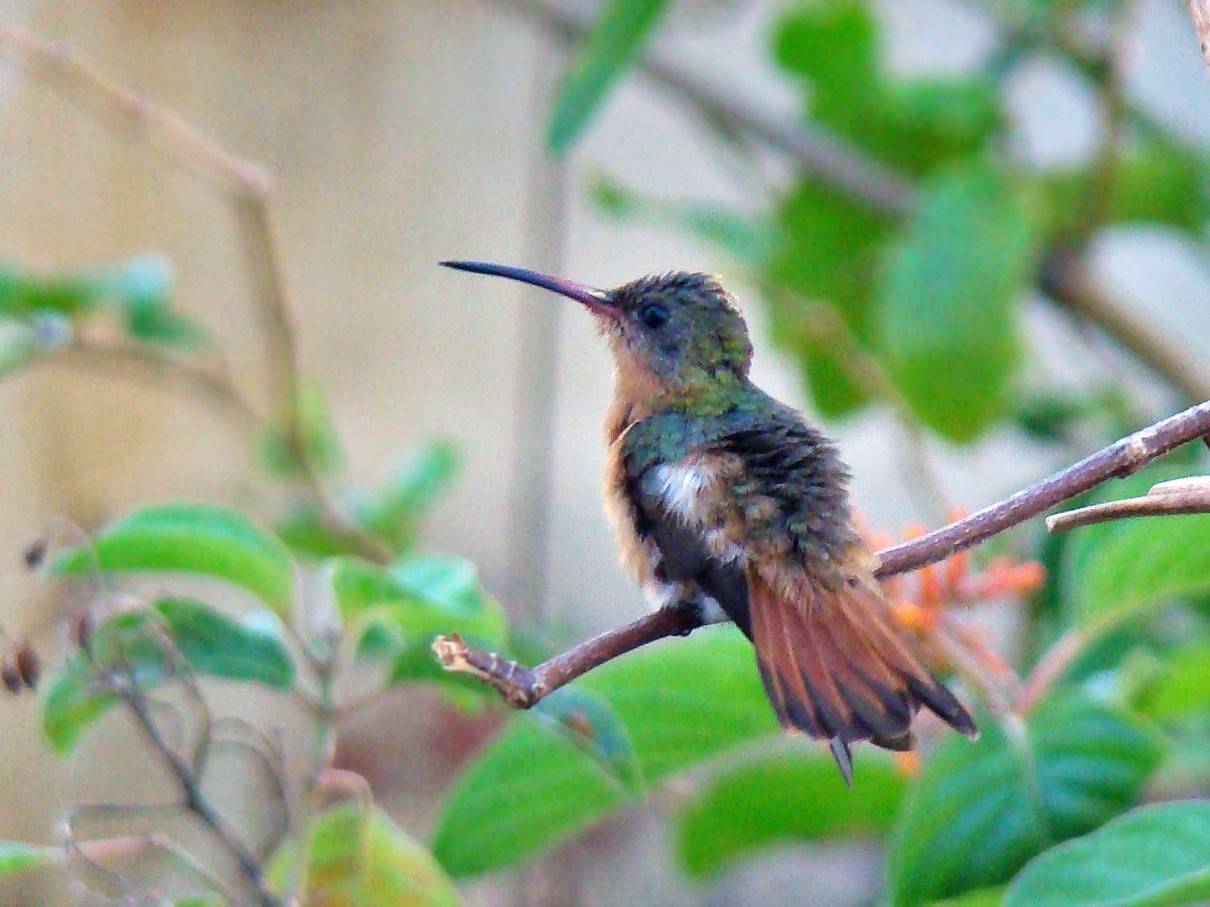 Cinnamon Hummingbird eBird