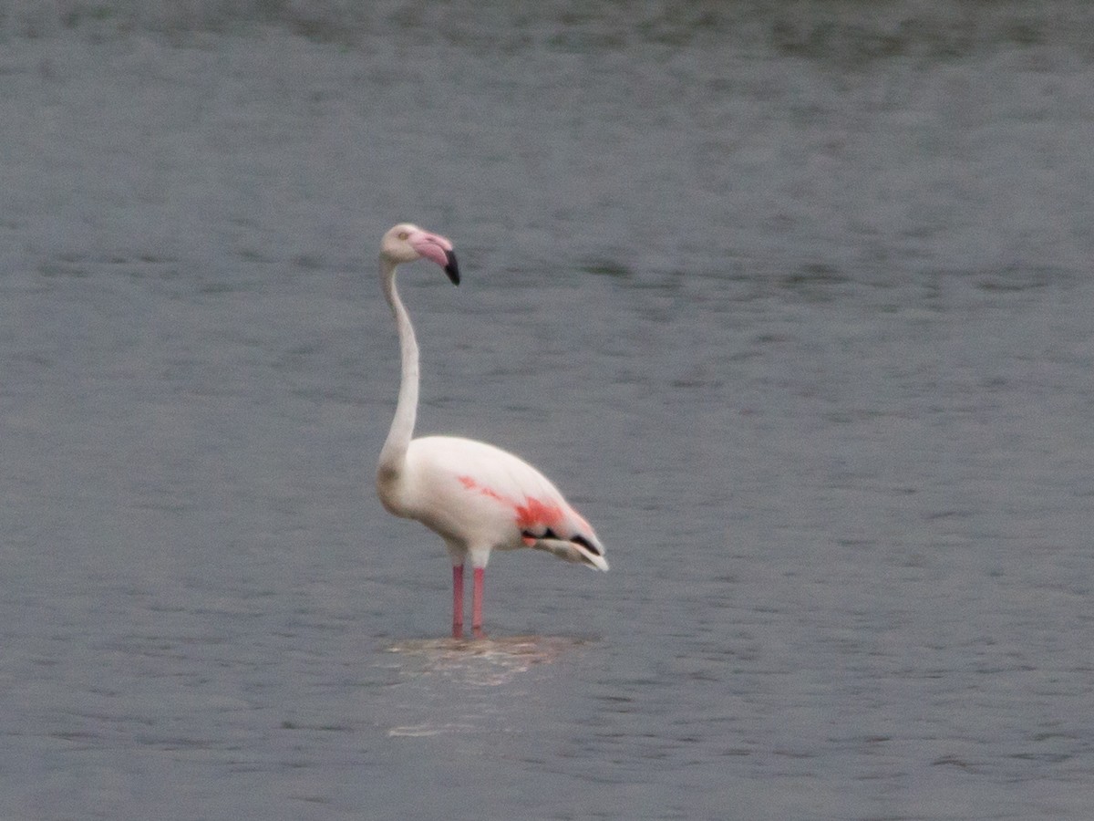 Greater Flamingo - Henrique Moutinho