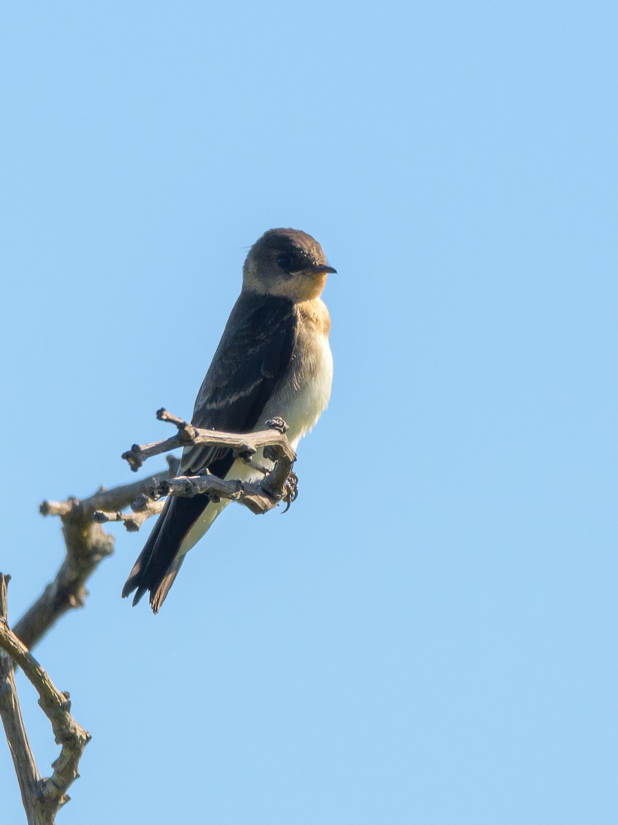 Southern Rough-winged Swallow - ML394376211
