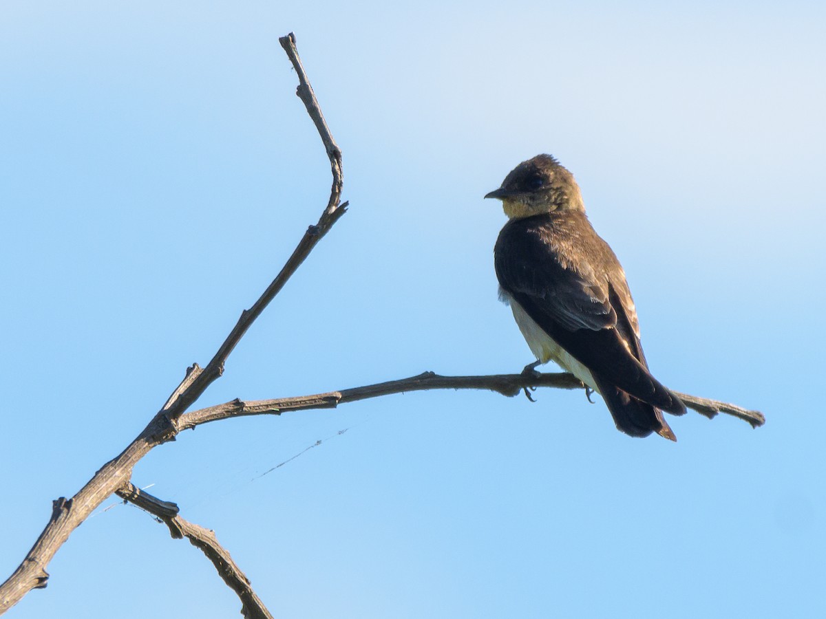 Southern Rough-winged Swallow - ML394376221