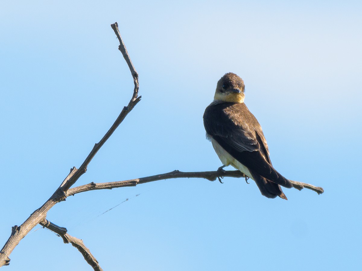 Southern Rough-winged Swallow - ML394376231
