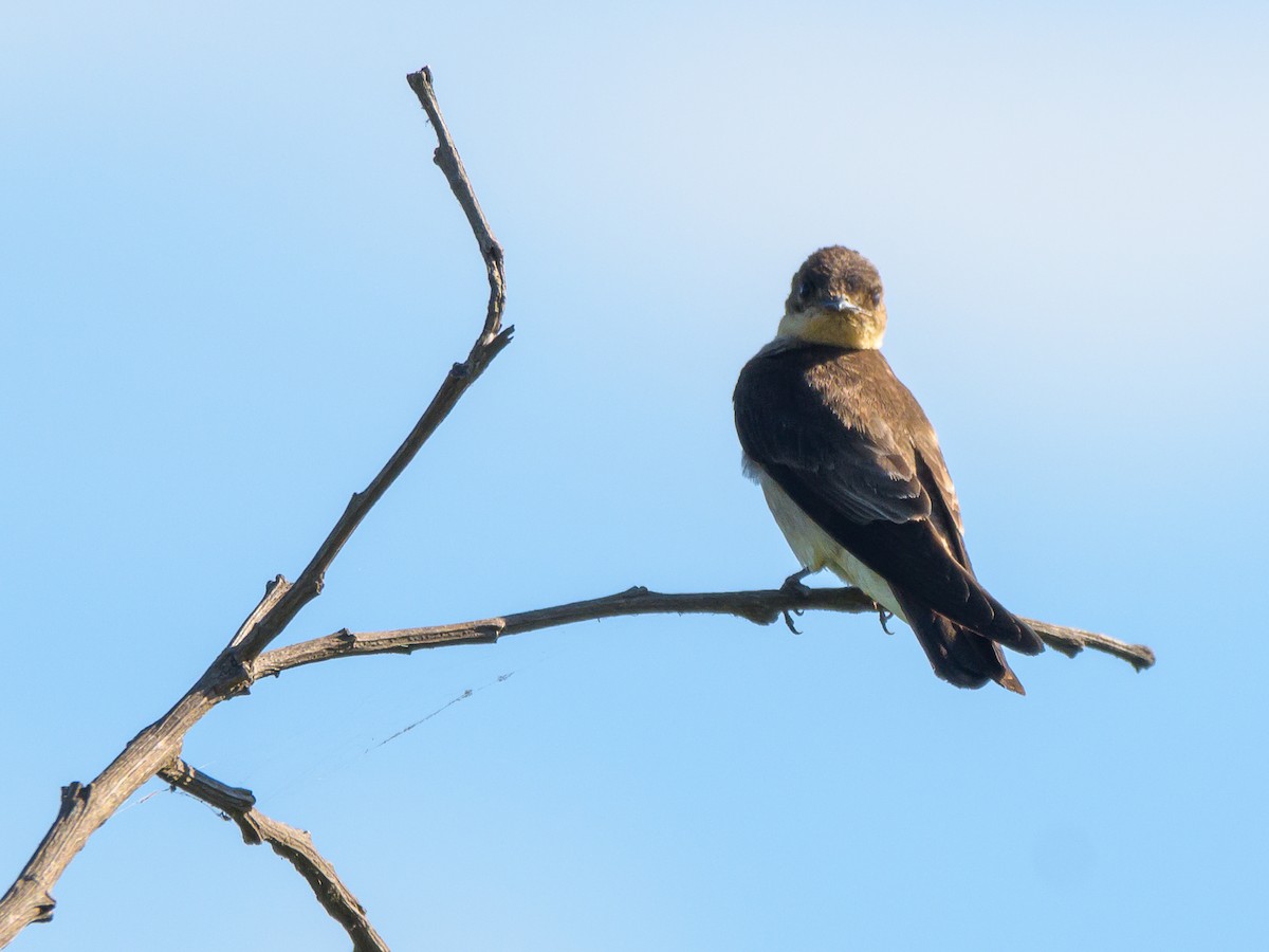 Southern Rough-winged Swallow - ML394376241