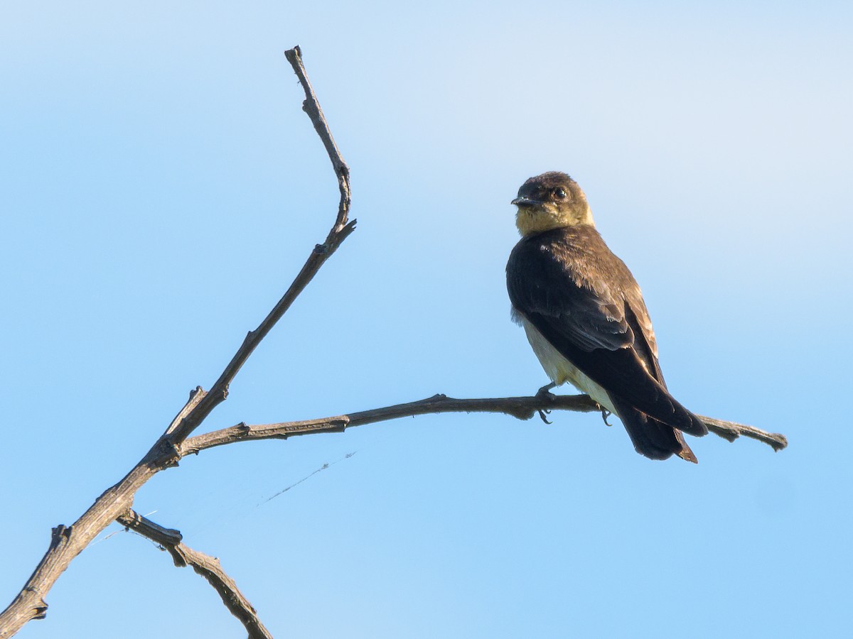 Southern Rough-winged Swallow - ML394376251