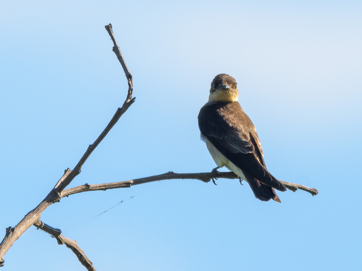 Southern Rough-winged Swallow - ML394376261
