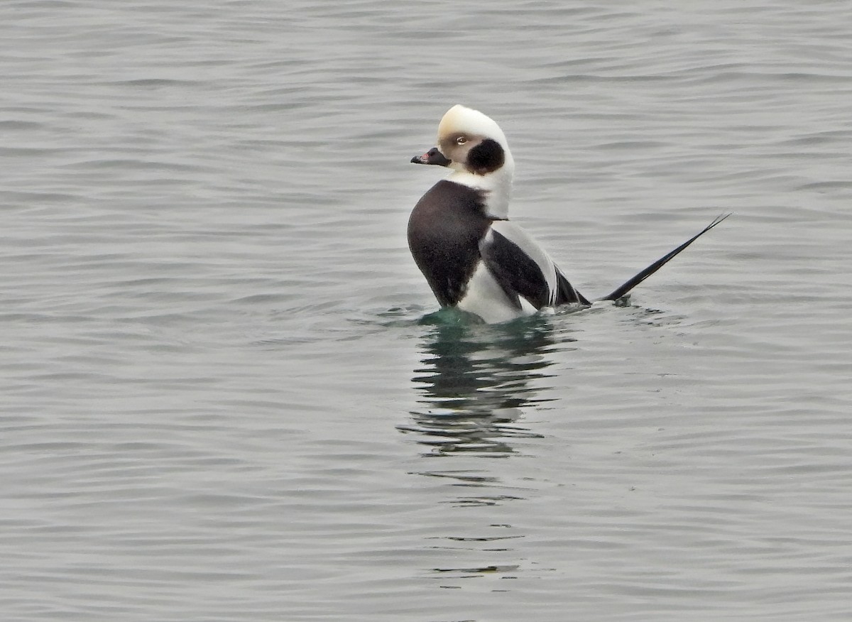 Long-tailed Duck - ML394376801