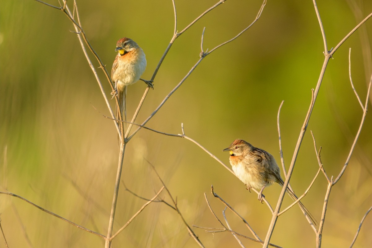 Chotoy Spinetail - ML394377251