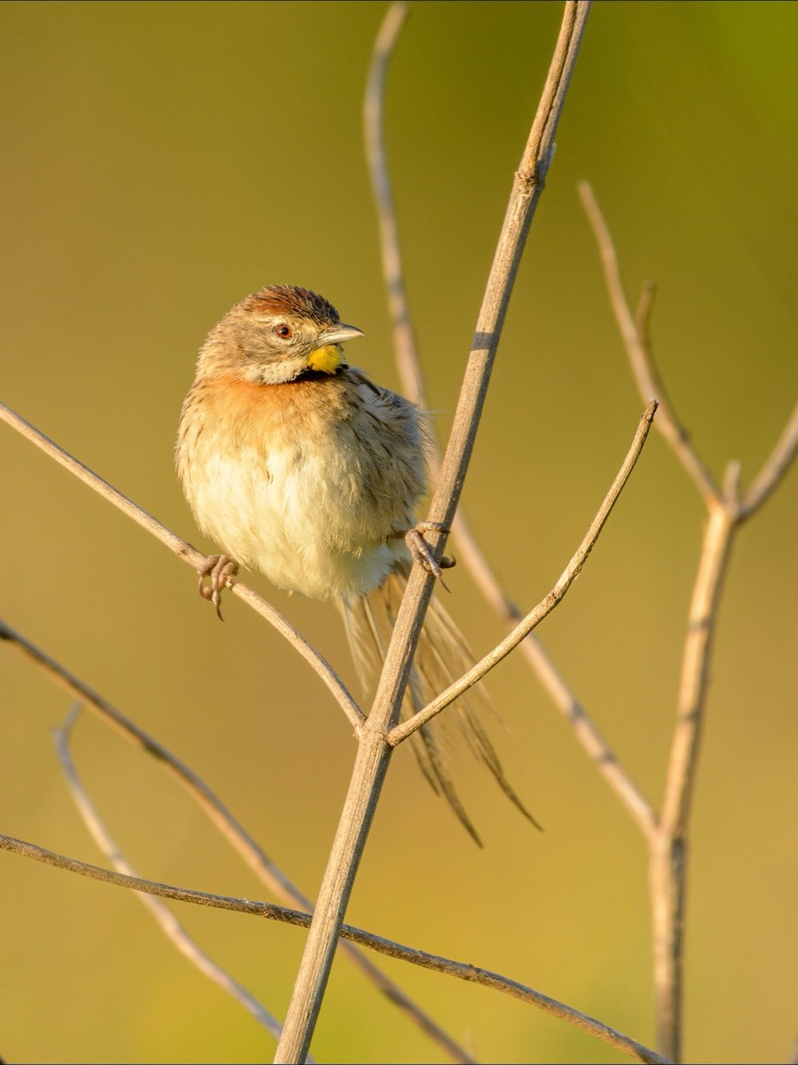 Chotoy Spinetail - ML394377261