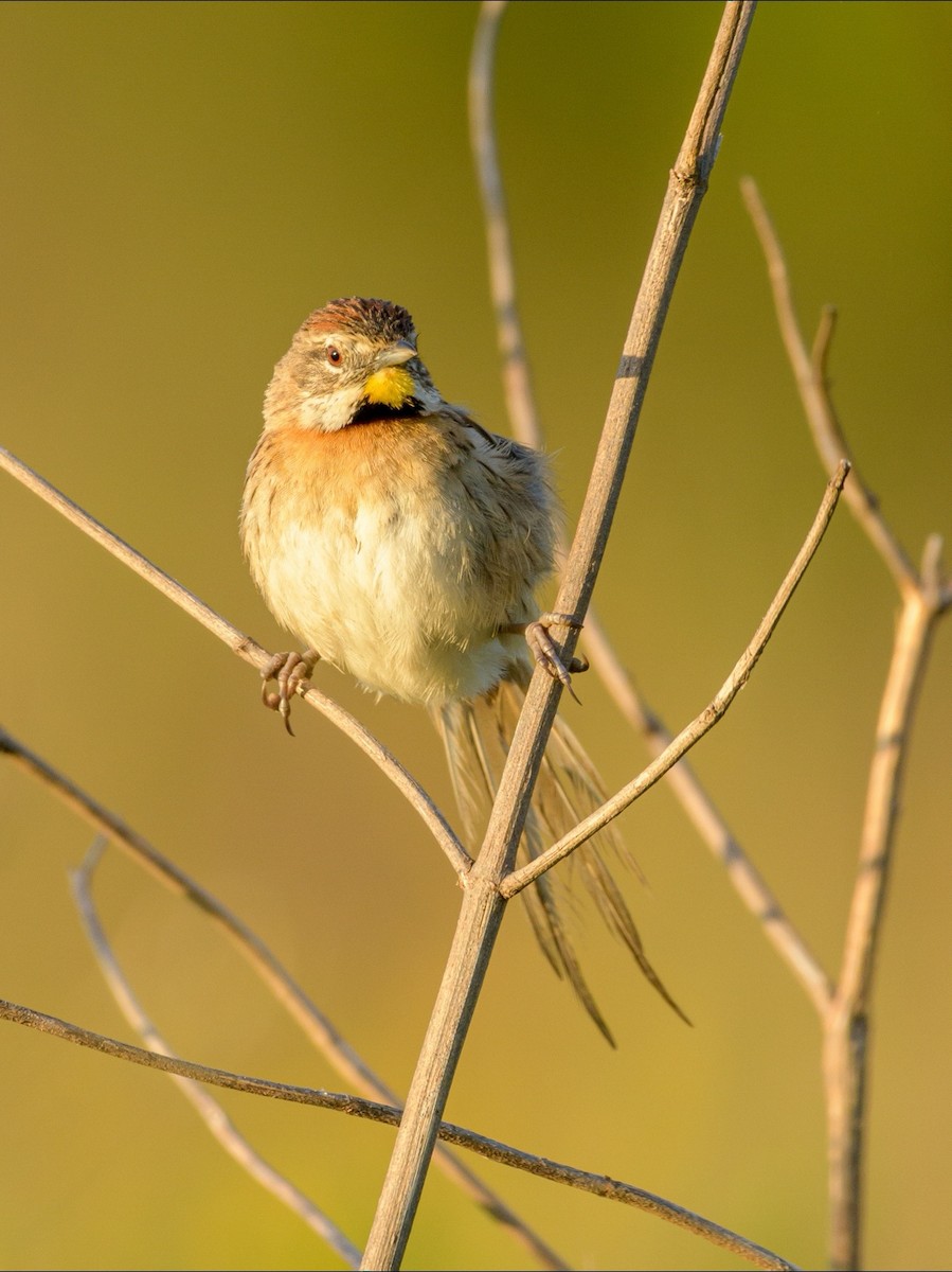 Chotoy Spinetail - ML394377271