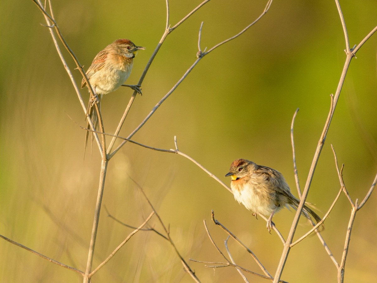 Chotoy Spinetail - ML394377281
