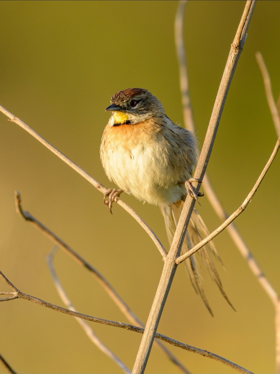 Chotoy Spinetail - ML394377311