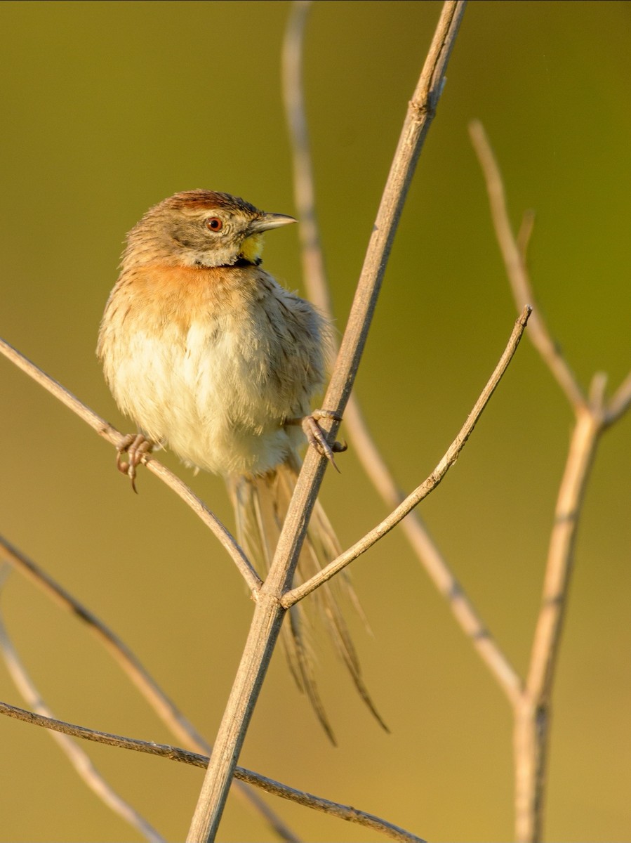 Chotoy Spinetail - ML394377321