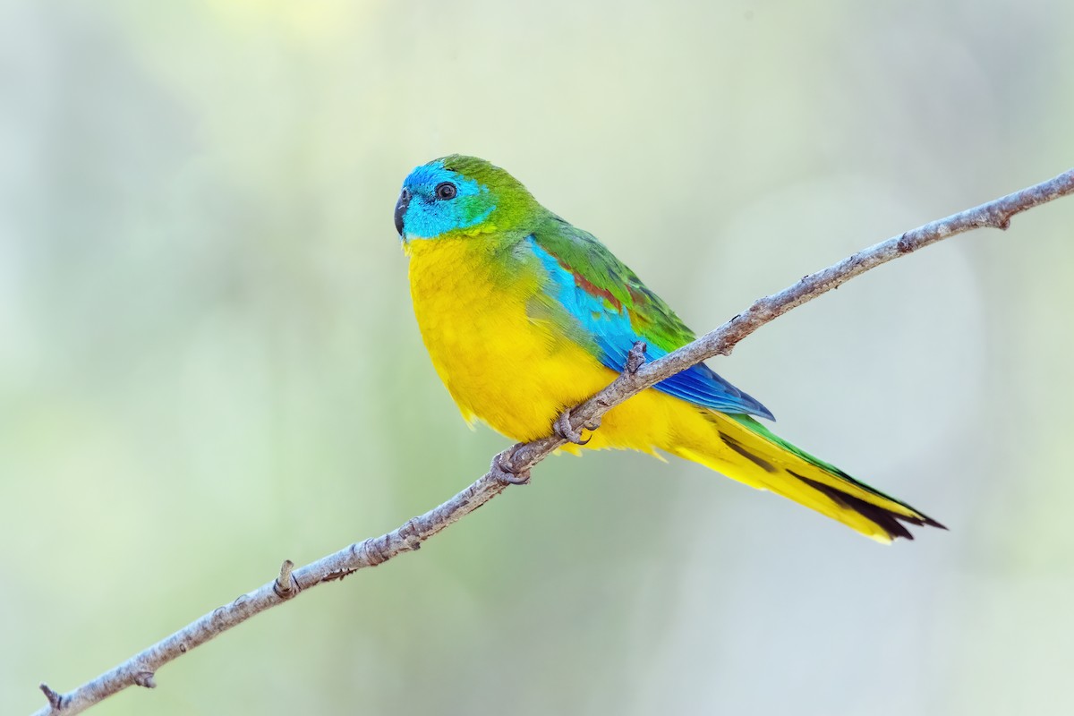 Turquoise Parrot - ML394378201