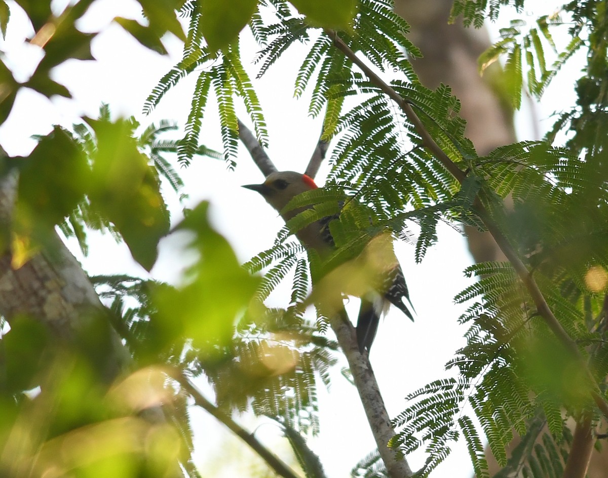 Yucatan Woodpecker - ML394378871