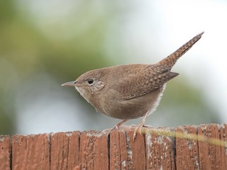 Northern House Wren