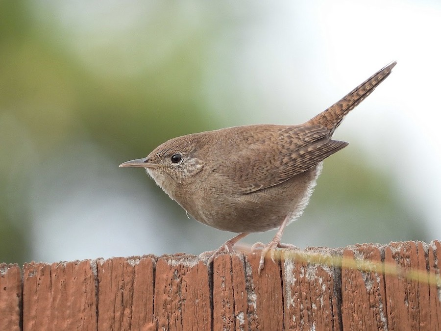 Northern House Wren