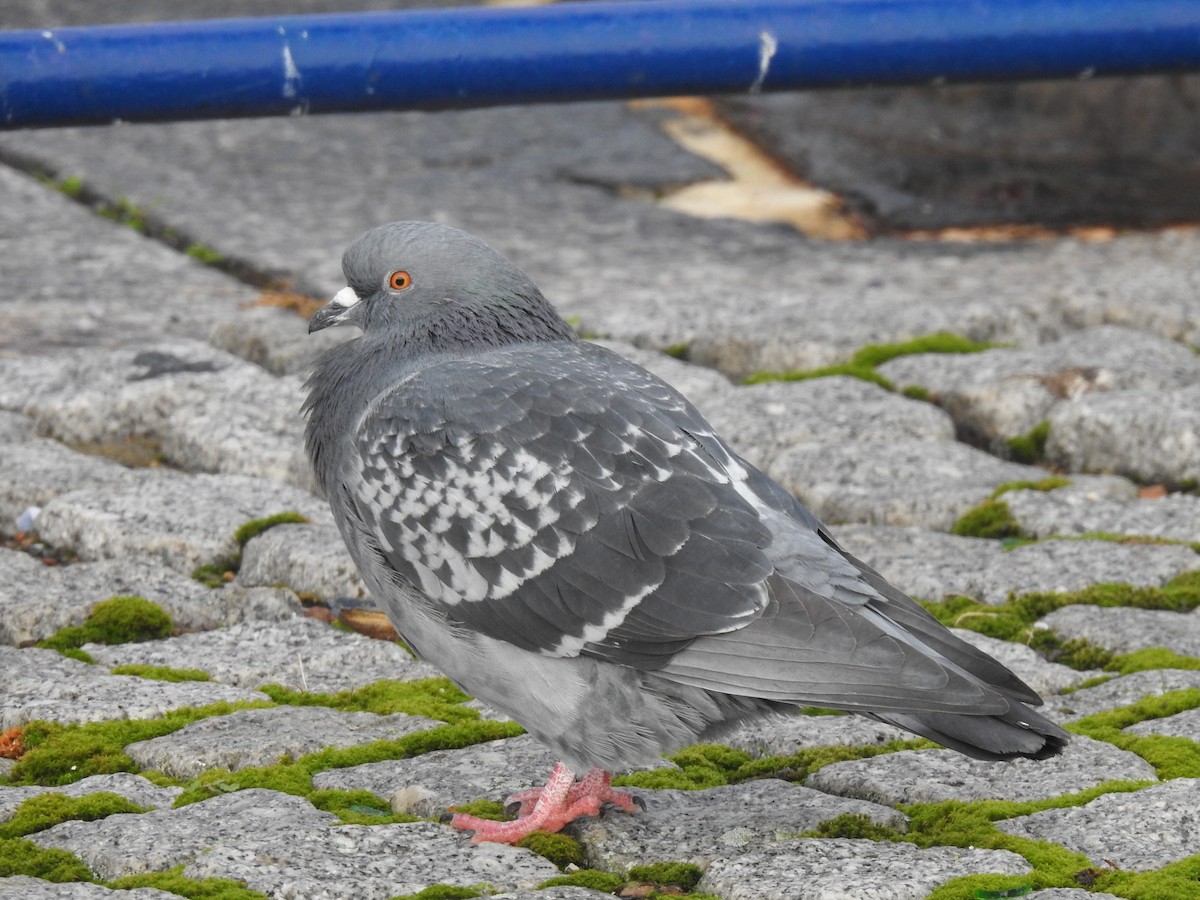 Rock Pigeon (Feral Pigeon) - Alan Younger