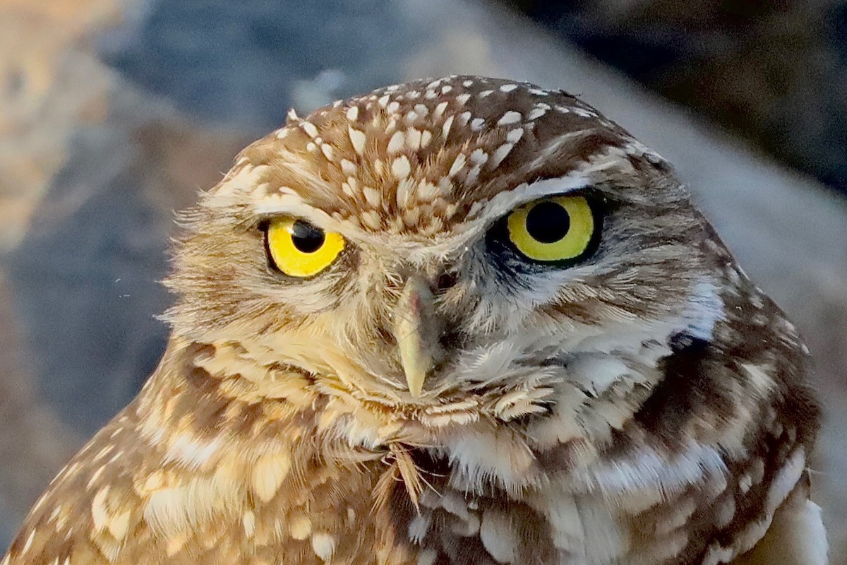 Burrowing Owl - ML394391381