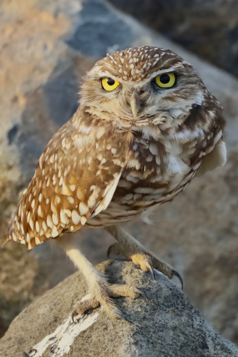 Burrowing Owl - ML394391451
