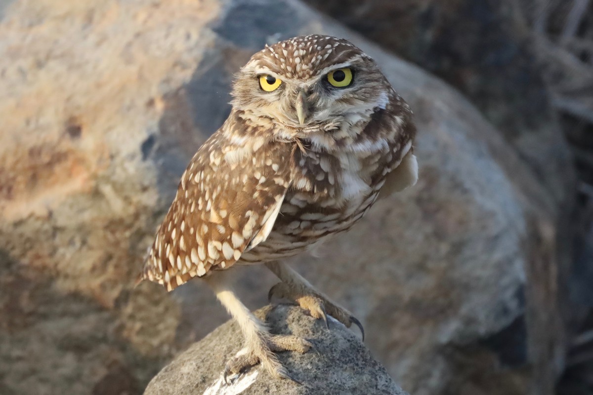 Burrowing Owl - ML394391521