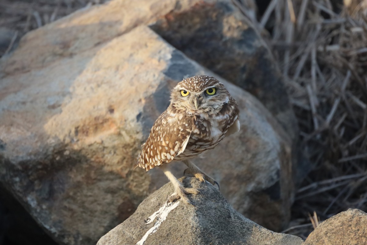 Burrowing Owl - Gordon Atkins