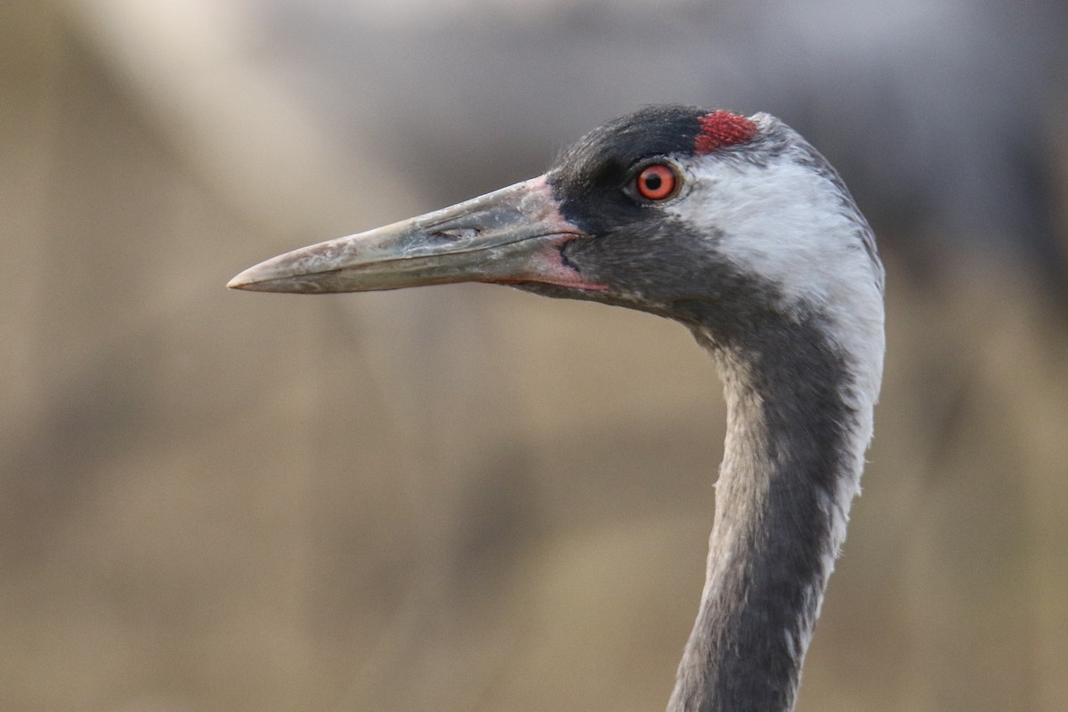 Common Crane - דויד סבן