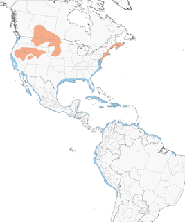 Distribution of the Willet - Range Map