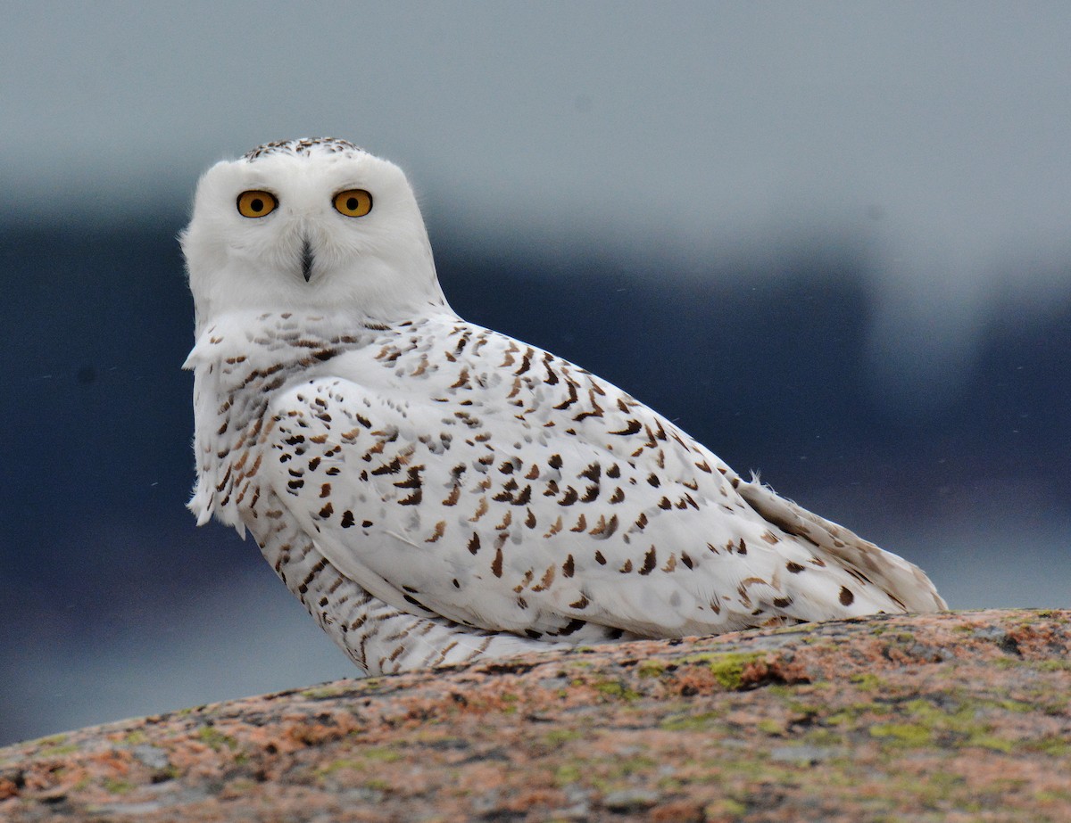Snowy Owl - ML394404321