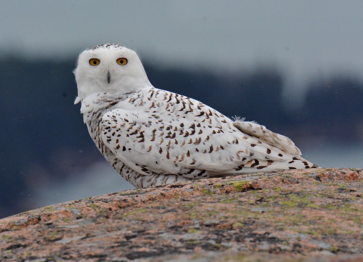 Snowy Owl - ML394404331