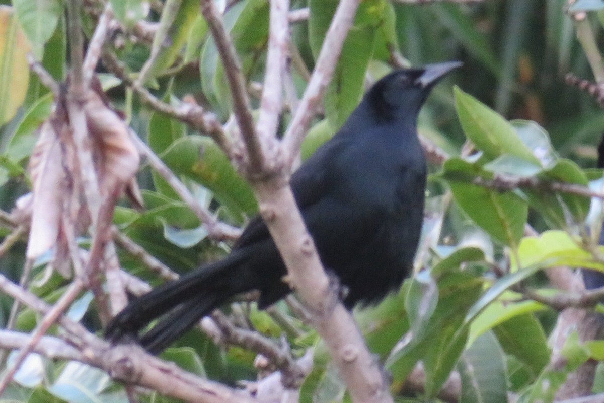 Melodious Blackbird - ML394407941