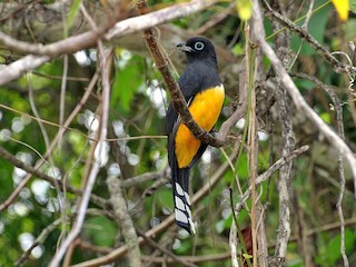  - Black-headed Trogon